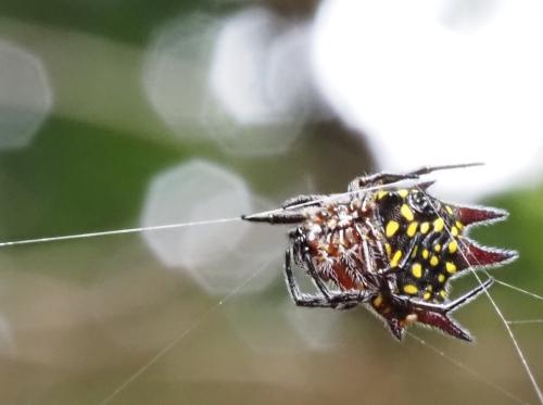 Réf. 310 832 : Gasteracantha curvispina